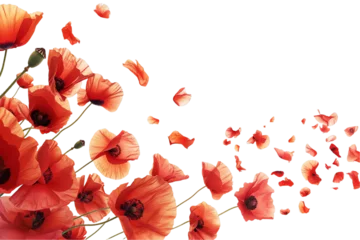 Fototapete Rund some flower poppy petals flew isolated on white background © masud