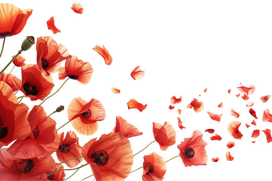 some flower poppy petals flew isolated on white background