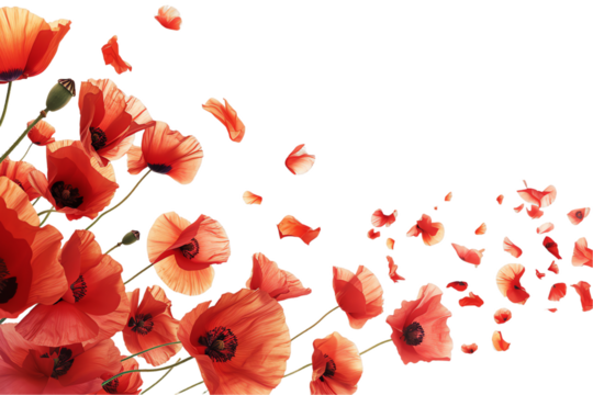 some flower poppy petals flew isolated on white background