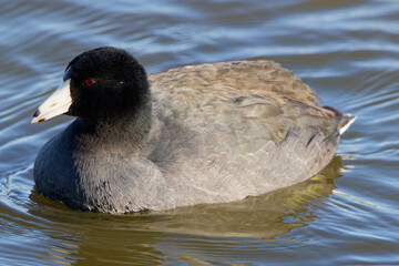 An  American Coot paddling about on a winter morning.  They're plump waterbirds with rounded heads and a sloping bills.  Adults are dark grey all over with a white bill tipped in black.