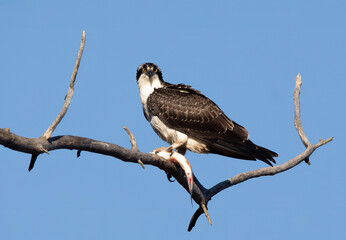 Osprey