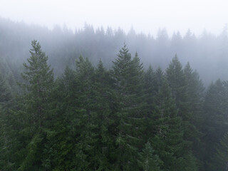 Mist drifts through a Pacific Northwest forest west of Portland, Oregon. This scenic region of the...