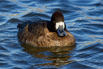 A Lesser Scaup (Female) paddling about on a winter morning. Females are a rich brown overall with a darker head and a white patch next to their bill.