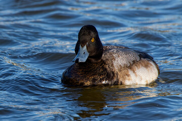 A beautiful Lesser Scaup (Immature Male) paddling about on a winter morning.  It is colloquially known as the little Bluebill or Broadbill because of its distinctive blue bill.