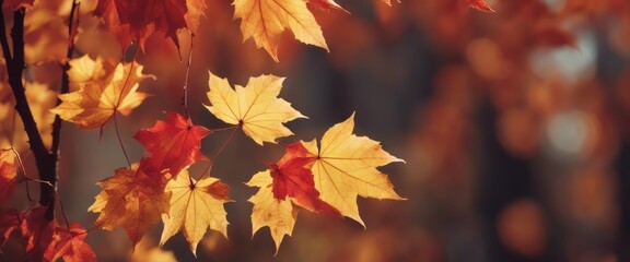 autumn season and end year activity with red and yellow maple leaves with soft focus light and bokeh
