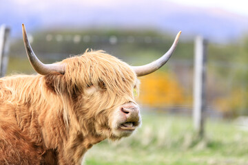 Highland Cattle Grazing in a Lush Green Field - obrazy, fototapety, plakaty