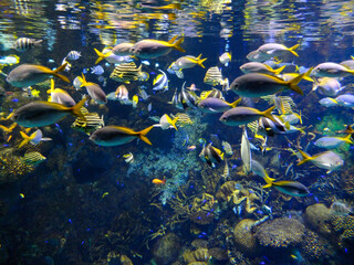 Fototapeta na wymiar Beautiful tropical fish in the aquarium