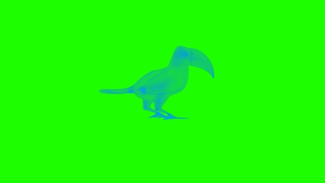 4k Toucan Bird green screen technology video. Toucan Bird technology video, Toucan Bird 360 turn, Toucan Bird wireframe video, illustration of a bird