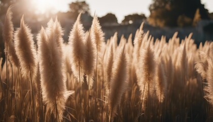 Fototapeta premium Beautiful shades of neutral pampas grass and reeds makes for an aesthetic background with sunlight