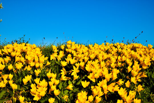 I crochi splendono al sole...