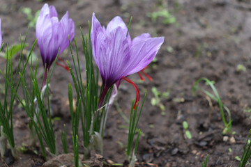 View of blooming flowers crocus sativus growing in an organic garden. In October, the saffron is usually perfect for harvesting.