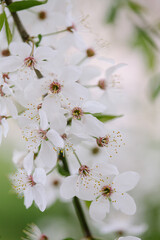 Soft focus close-up macro plum blossom in spring with natural background