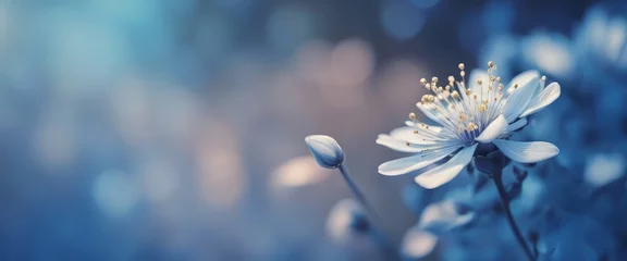 Foto auf Acrylglas Antireflex Blue beautiful flower on a beautiful toned blurred background, border. Delicate floral background © Adi
