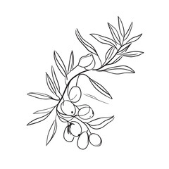 Olive branch with olives simple line art drawing