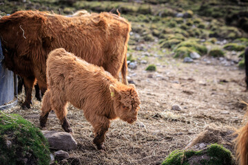 Curious Baby Highland Cow Explores the Rocky Terrain