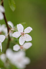 Soft focus close-up plum blossom branch on a beautiful spring day
