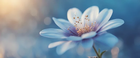 Fotobehang Blue beautiful flower on a beautiful toned blurred background, border. Delicate floral background © Adi