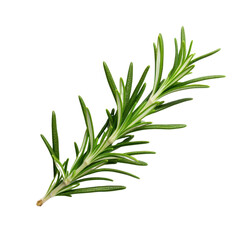 Fototapeta premium part of a juniper bush Isolated on transparent background