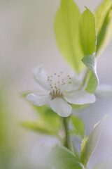 Soft focus close-up plum blossom branch on a beautiful spring day