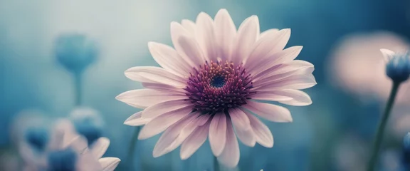 Foto op Canvas Blue beautiful flower on a beautiful toned blurred background, border. Delicate floral background © Adi