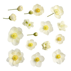 White anemone flowers isolated on transparent background