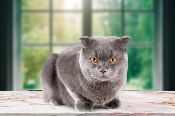 beautiful young domestic cat posing at home