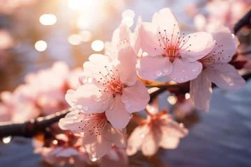 Tuinposter blooming sakura branch on a background of water © Olga