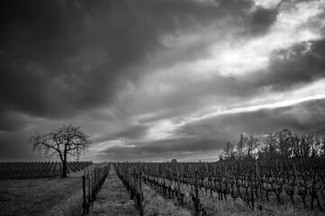 Bordeaux vineyard in winter, landscape vineyard, Black and White, High quality photo