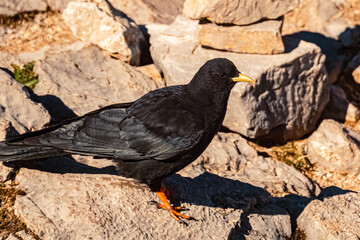 Pyrrhocorax graculus, alpine chough, close up at the famous Kehlsteinhaus, Eagle´s Nest, Berchtesgaden, Bavaria, Germany