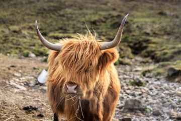 Majestic Highland Cow Amidst the Beautiful Scottish Landscape