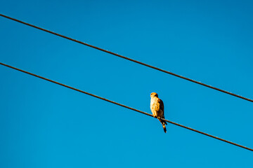 Falco tinnunculus, common kestrel, at Mount Arber, King of the Bavarian Forest, Top of Lower Bavaria, Bayerisch Eisenstein, Bodenmais, Bavaria, Germany