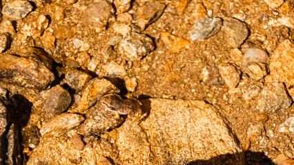 Frog near Lake Seeles at the famous Kaunertal Glacier Road, Landeck, Tyrol, Austria