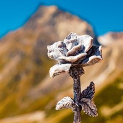 Details of a stone rose at Lake Rifflsee, Mandarfen, Imst, Tyrol, Austria