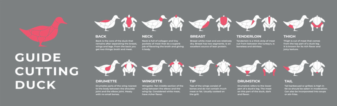 Guide cutting meat carcass duck, turkey, pork, lamb, cow, chicken. Butcher guide. Diagrams сutting parts meat carcass domestic farm poultry and farm livestock. Vector flat color illustration isolated.