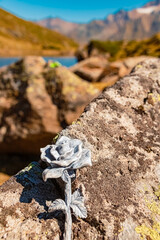Details of a stone rose at Lake Seeles, Kaunertal Glacier Road, Landeck, Tyrol, Austria