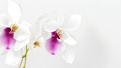 Fototapeta na wymiar Beautiful Orchid flowers on white surface