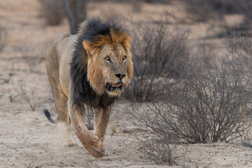 Lion (Panthera leo) walking in the sand of the Kalahari Desert. This dominant male lion was protecting his prey in the Kgalagadi Transfrontier Park in South Africa.