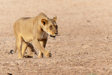 Lioness (Panthera leo) walking in the Kalahari Desert in the Kgalagadi Transfrontier Park in South...