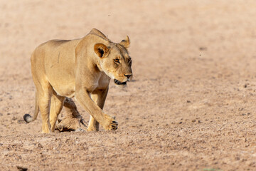 Lioness (Panthera leo) walking in the Kalahari Desert in the Kgalagadi Transfrontier Park in South Africa