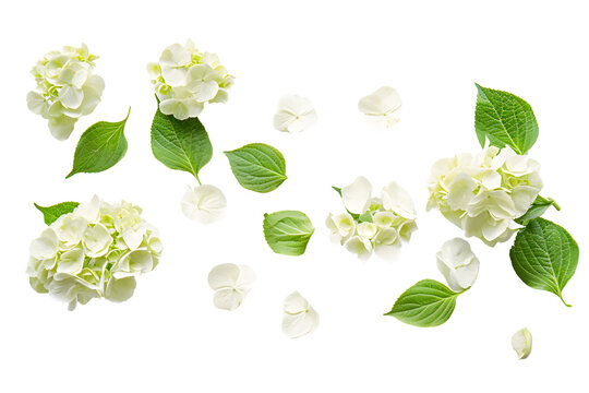 Isolated white hydrangea flower with petal on white 