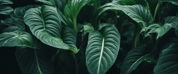 leaves of Spathiphyllum cannifolium in the garden, abstract green texture, nature dark tone...