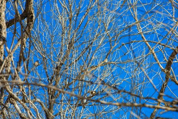 Yongtai Ancient Town, Baiyin City, Gansu Province - Residential buildings under the blue sky