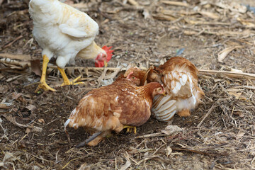 The Rhode Island red hen is sleep and rest on floor in garden