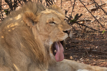 A lion, its belly full of giraffe, pants in the morning heat at a game reserve in central Namibia.