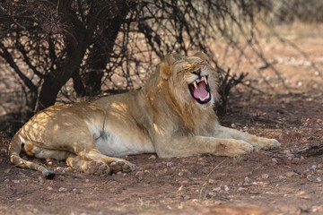 A lion, its belly full of giraffe, shows its formidable fangs at a game reserve in central Namibia.