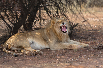 A lion, its belly full of giraffe, shows its formidable fangs at a game reserve in central Namibia.