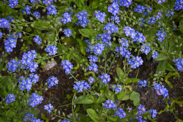 small blue garden flower. Close-up of a blue forget-me-not growing in a garden bed