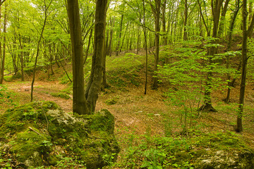 A forest landscape. Deciduous forest with green trees
