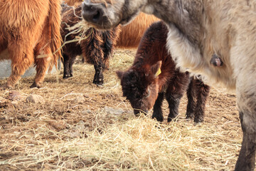 Fototapeta premium Highland Cattle Grazing in a Rugged Terrain
