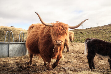 Highland Cattle Grazing Under the Scottish Sky